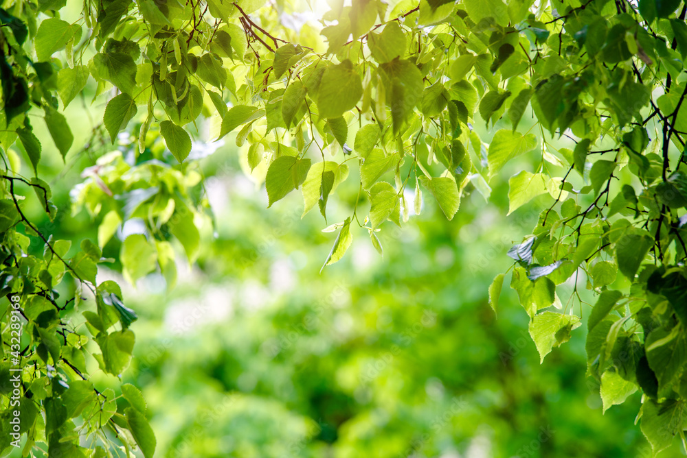Green nature background with birch leaves
Green nature background with birch leaves