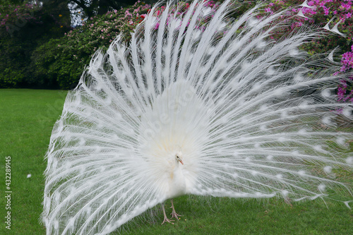 White peacock with its splendid open tail and beautiful feathers in the botanical garden of Isola Madre, Lake Maggiore, Italy, Europe