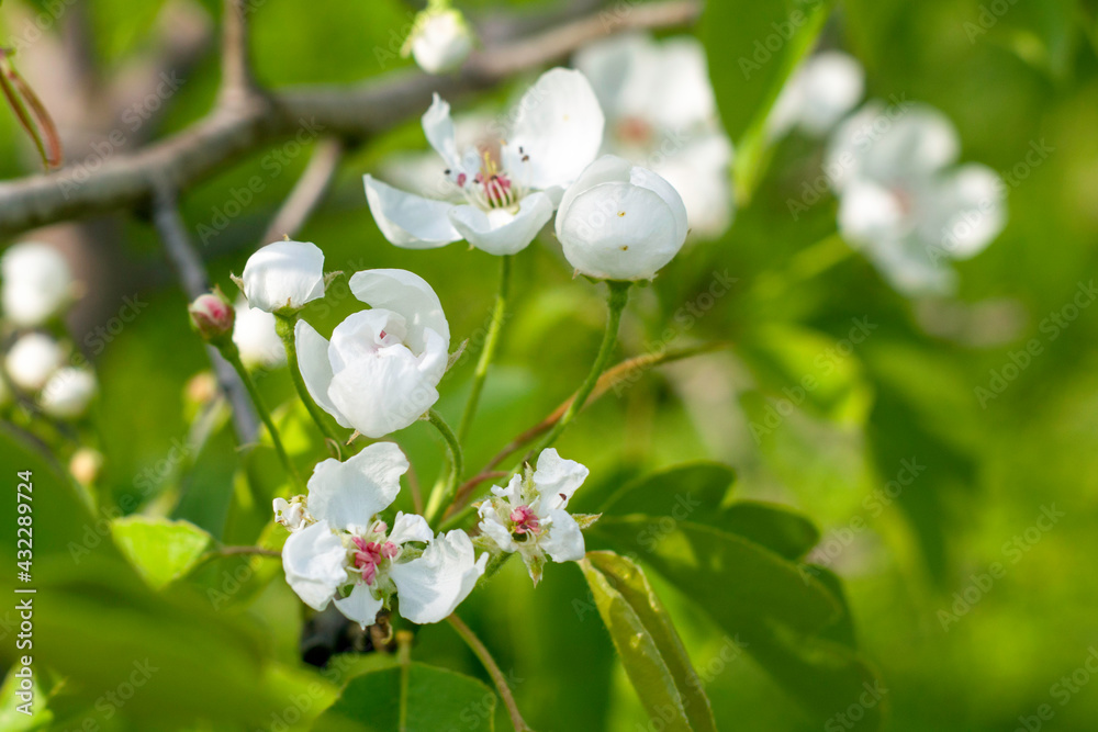 blooming pear branches on a background of green foliage