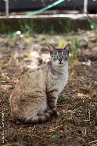 Wallpaper Mural cat in the garden Torontodigital.ca
