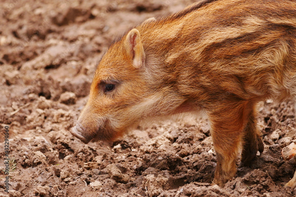 close up of a young baby wild boar with striped fur on loamy forest floor Sus scrofa close up of a young baby wild boar with striped fur on loamy forest floor Sus scrofa
