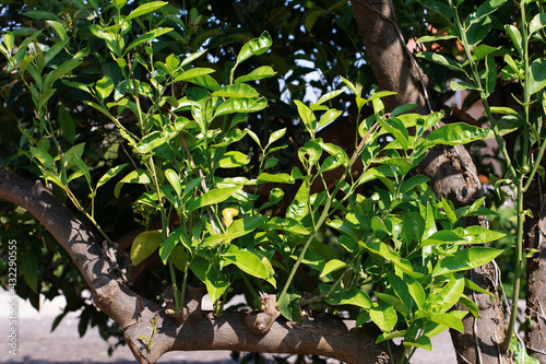 leaves in the garden