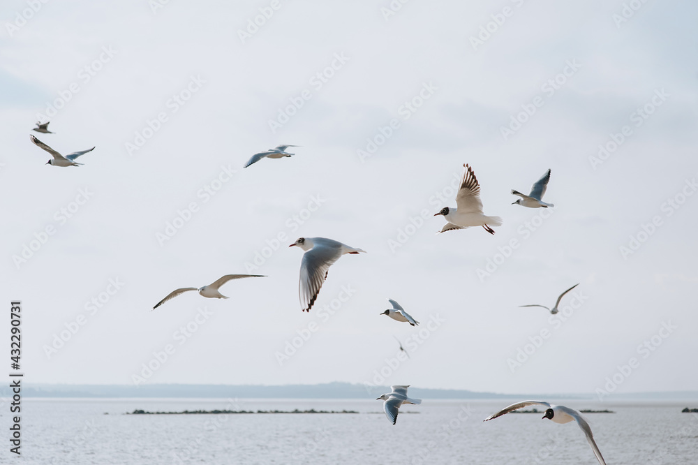 A flock of beautiful white, gray seagulls fly, soar over the blue sea, wavy ocean in the springtime.