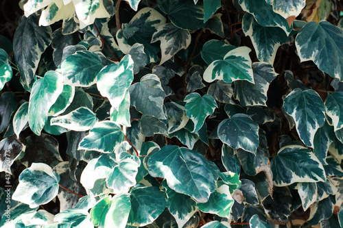 leaves on a tree