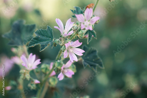 bee on flower