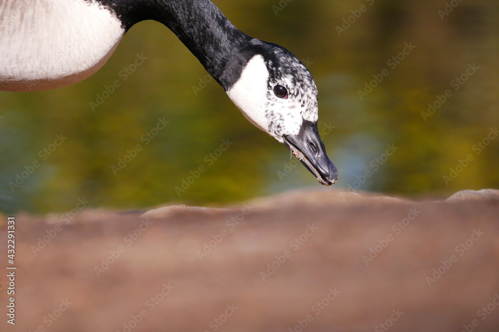 close up of a canada goose with a black and white spotted head searching for food on the bank of a lake Branta canadensis close up of a canada goose with a black and white spotted head searching for food on the bank of a lake Branta canadensis