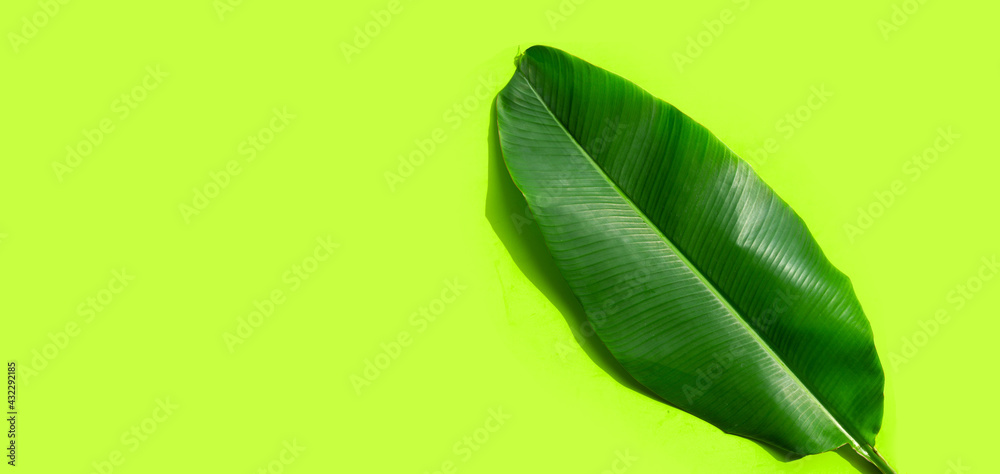 Fototapeta premium Tropical banana leaf on green background.