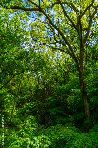 春の雑木林 武蔵野 新緑