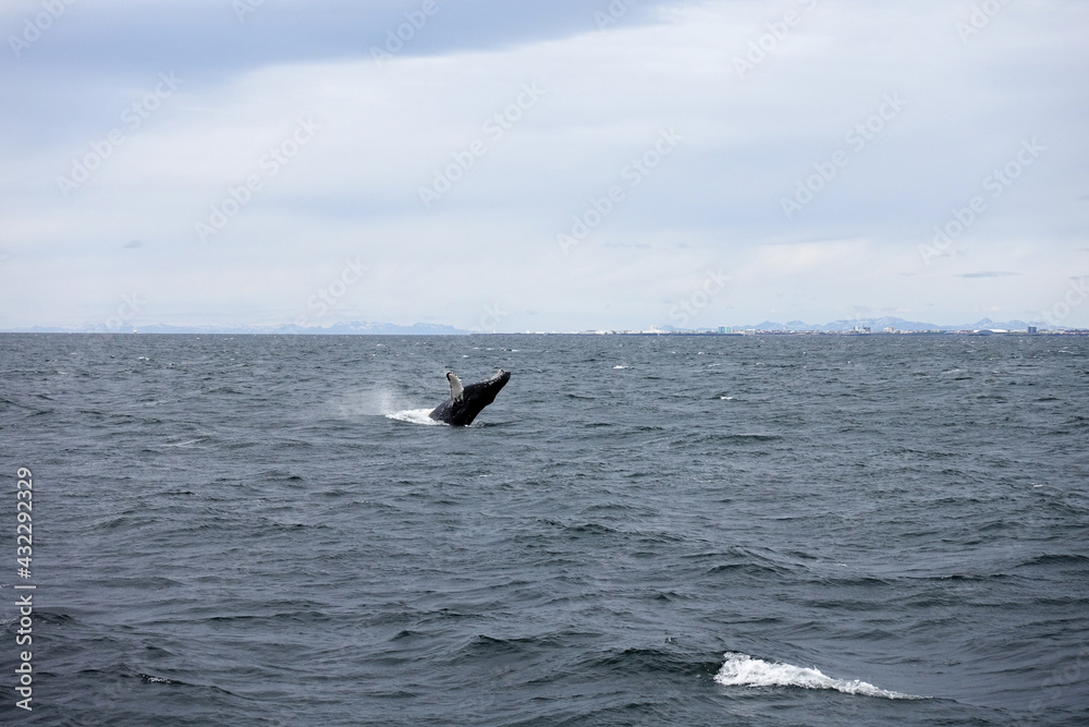 Naklejka premium Iceland Island Natur