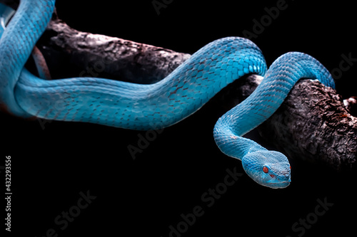Exotic blue insularis viper venomous snake isolated close up in dark black background photo