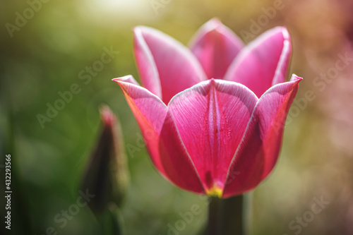 pink tulip in the garden © MiniG