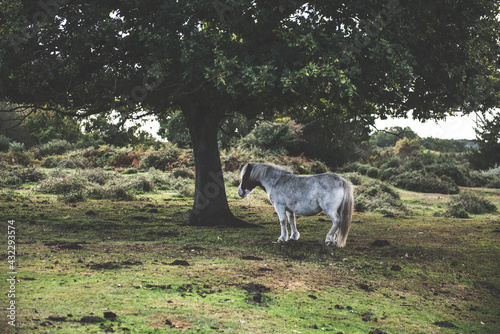 New Forest Ponies, Hampshire, UK © Henry Clayton