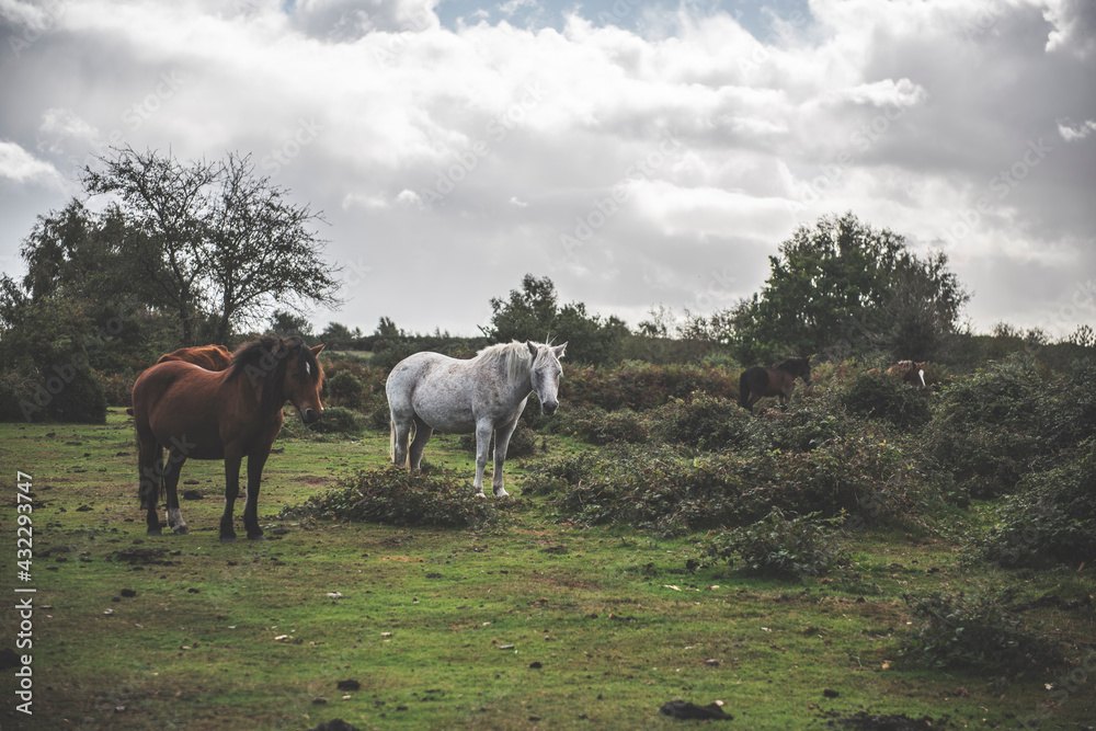 New Forest Ponies, Hampshire, UK