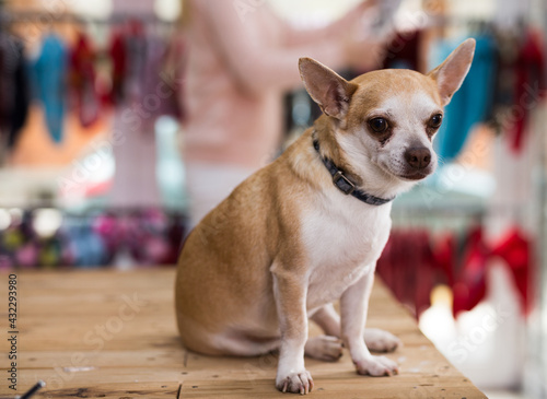 Portrait of a small chihuahua dog with a collar sitting in a pet store