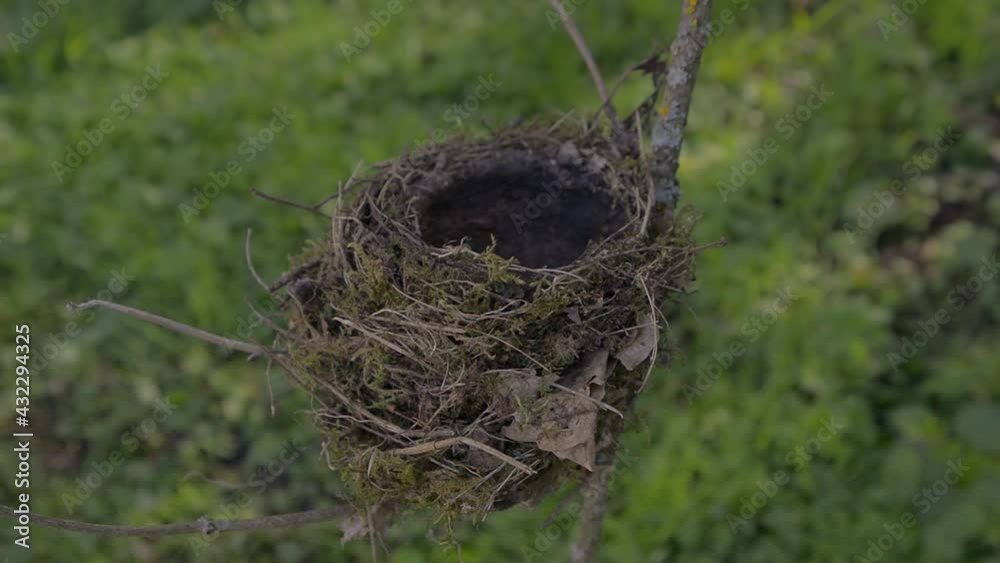 Bird nest natural in tree bush detail close-up 4K