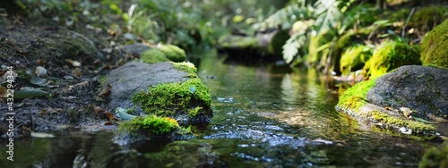 Small river (stream) in the dark evergreen forest. Crystal clear water, rocks, moss, fern, plants close-up. Natural textures. Atmospheric landscape. Pure nature, environment, ecology