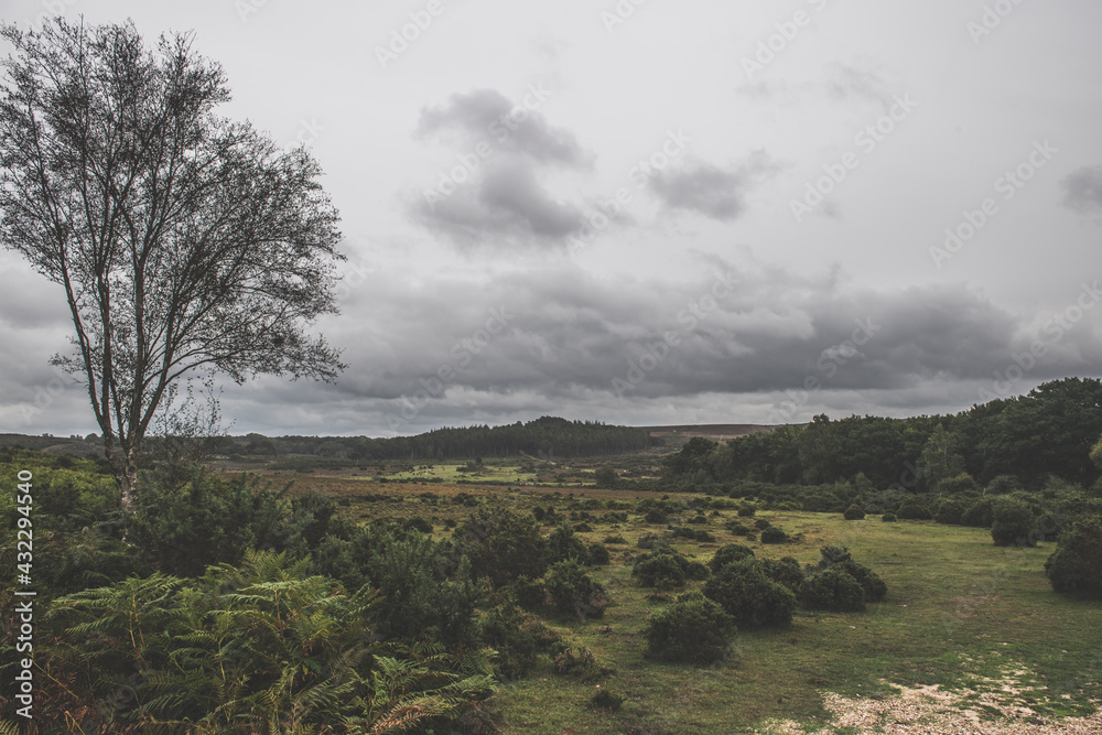 Obraz premium New Forest Landscape, Hampshire, UK