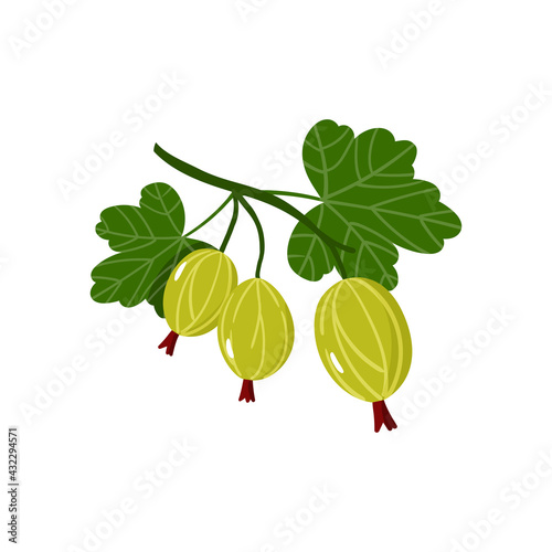 Sprig of ripe gooseberries and green leaves isolated on white background