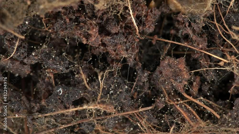 Parasitic worms Nematoda under the microscope. The movement of worms in the soil contaminated by them. They damage plants, flowers and are considered pests, can cause human disease
