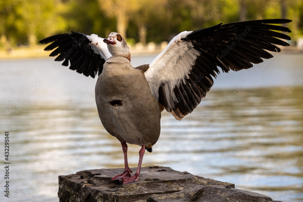 Fototapeta premium Canadian goose with open wings at German park