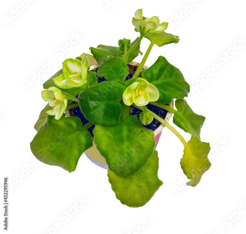 A Violet of the Emerald Love Variety Blooms in A Green-Lemon Color. Cut On White Background photo