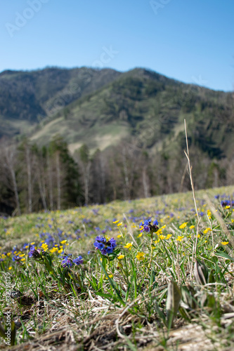 flowers in the mountains