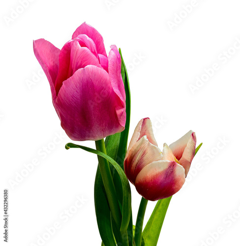 Two Tulip Flowers Are Red and White. Cut On White Background photo