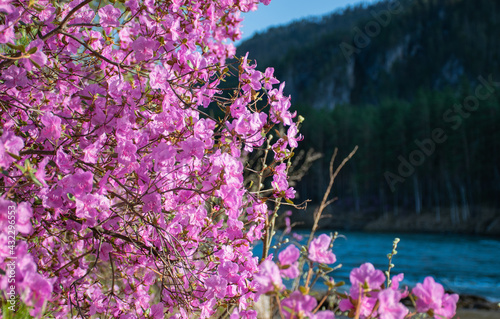Pink flowers in the forest near the river. Rhododendron ledebourii.