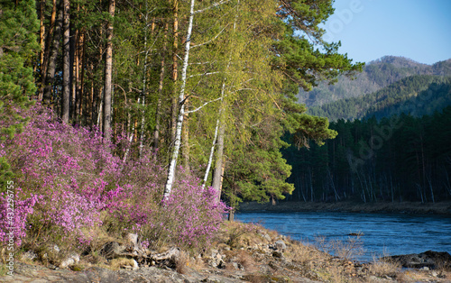 Pink flowers in the forest near the mountain river. Rhododendron ledebourii.