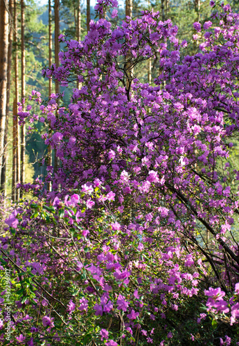 Pink flowers in the forest. Rhododendron ledebourii.
