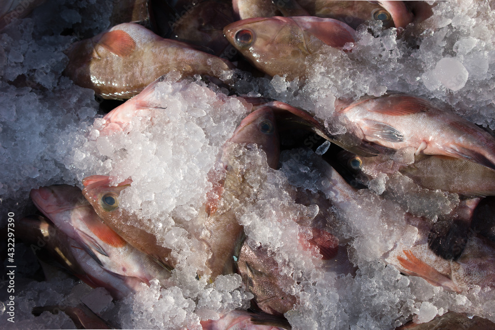 Red reef cod fish with ice ready to export.
