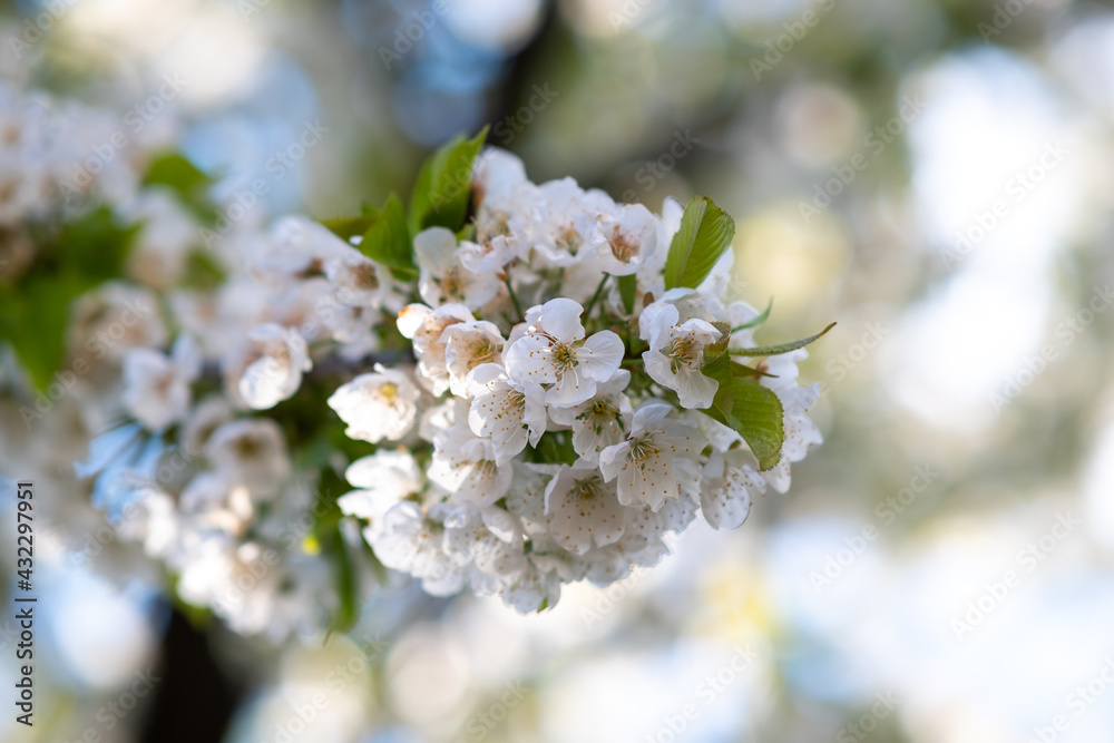 Fruit tree twigs with blooming white and pink petal flowers in spring garden.