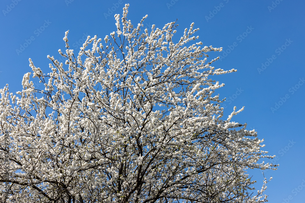 Beautifully flowering plum trees in the orchard Beautifully flowering plum trees in the orchard