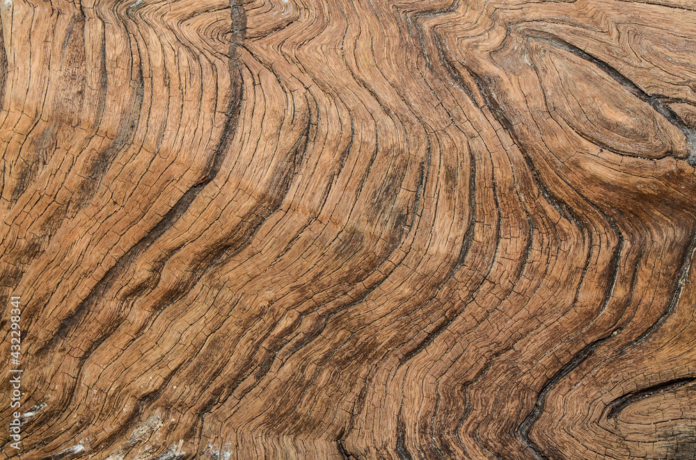 Fototapeta premium Tropical hardwood and textured background / Hardwood Grain / Mankind most valuable and sustainable resources