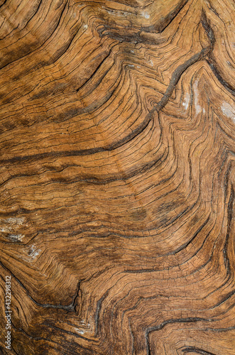 Tropical hardwood and textured background / Hardwood Grain / Mankind most valuable and sustainable resources