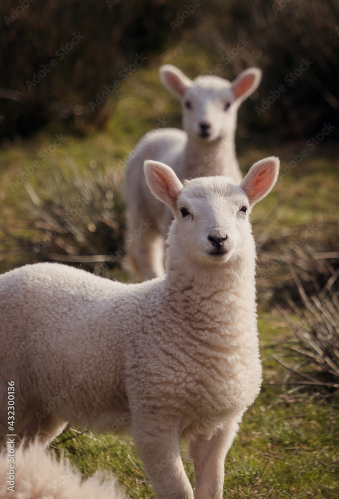 Sheep and lambs on a welsh farm