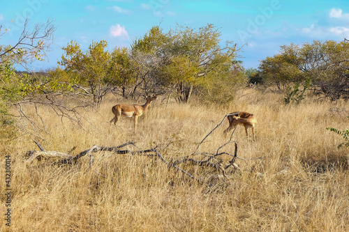 Canvas Print Closeup shot of safari animals freely wandering in nature