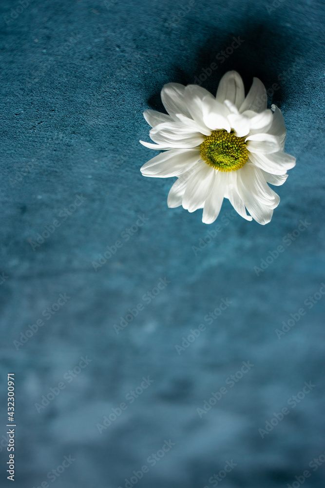 Obraz premium Chamomile bud on a blue background.