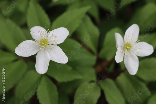 White wood anemone flowers during springtime. Anemone nemerosa in the forest