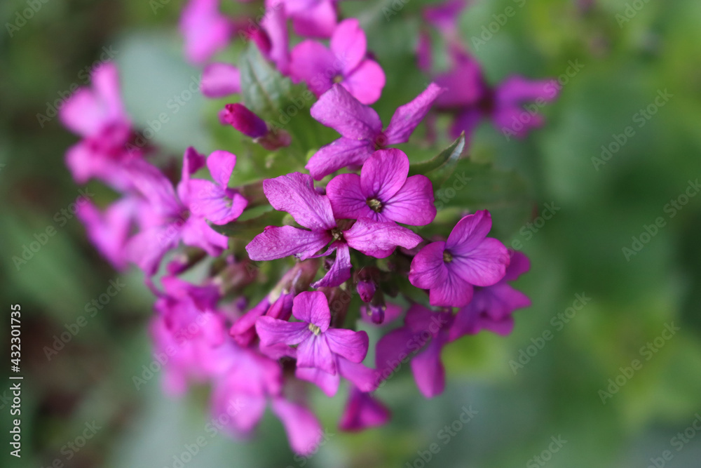 Close-up of pink flowers of Lunaria annua plant in the garden. Also called Silver dollar, Dollar plant, moonwort or Honestly Close-up of pink flowers of Lunaria annua plant in the garden. Also called Silver dollar, Dollar plant, moonwort or Honestly