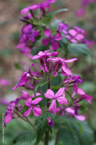 Close-up of pink flowers of Lunaria annua plant  in the garden. Also called Silver dollar  Dollar plant  moonwort or Honestly 