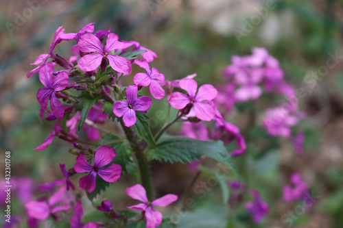Wallpaper Mural Close-up of pink flowers of Lunaria annua plant  in the garden. Also called Silver dollar, Dollar plant, moonwort or Honestly  Torontodigital.ca
