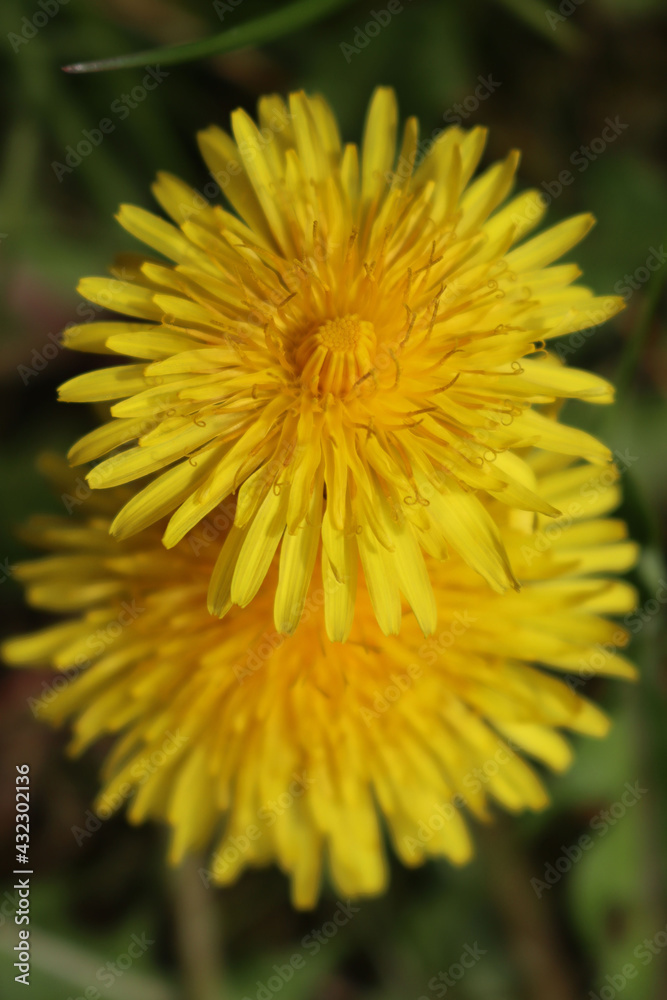 Close-up of dandelion yellow flowers. Taraxacum officinalis Close-up of dandelion yellow flowers. Taraxacum officinalis