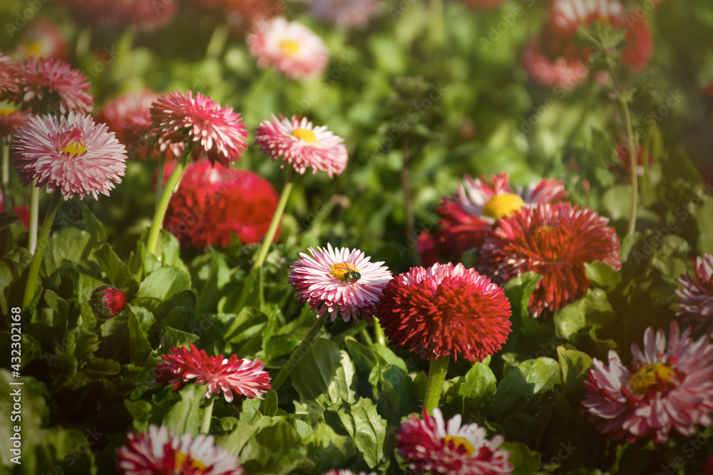 Bellis perennis garden perennial pink daisies. Horizontal spring background. Growing colorful flowers in a flower bed. Bright sunlight, full frame. A glade of delicate flowers. Decorative garden Bellis perennis garden perennial pink daisies. Horizontal spring background. Growing colorful flowers in a flower bed. Bright sunlight, full frame. A glade of delicate flowers. Decorative garden