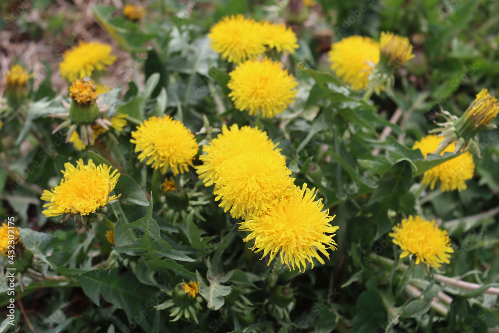 Dandelion plants with many yellow flowers on a sunny day. Taraxacum officinalis Dandelion plants with many yellow flowers on a sunny day. Taraxacum officinalis