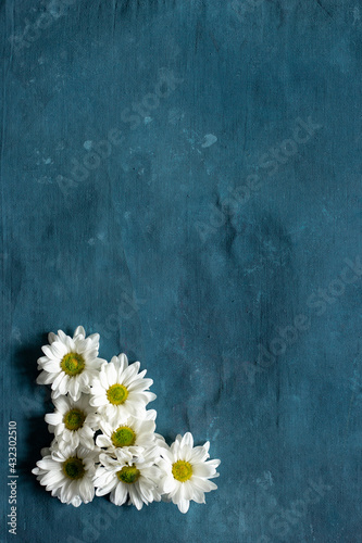 Group of daisies on a blue background