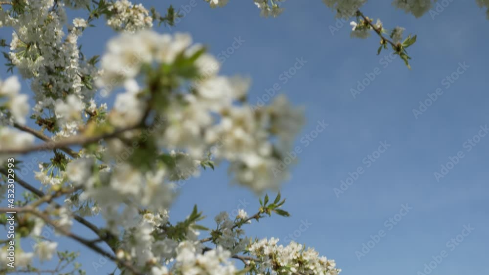 Cherry Blossom Tree In The Spring, 4k Cherry Blossom Tree In The Spring, 4k