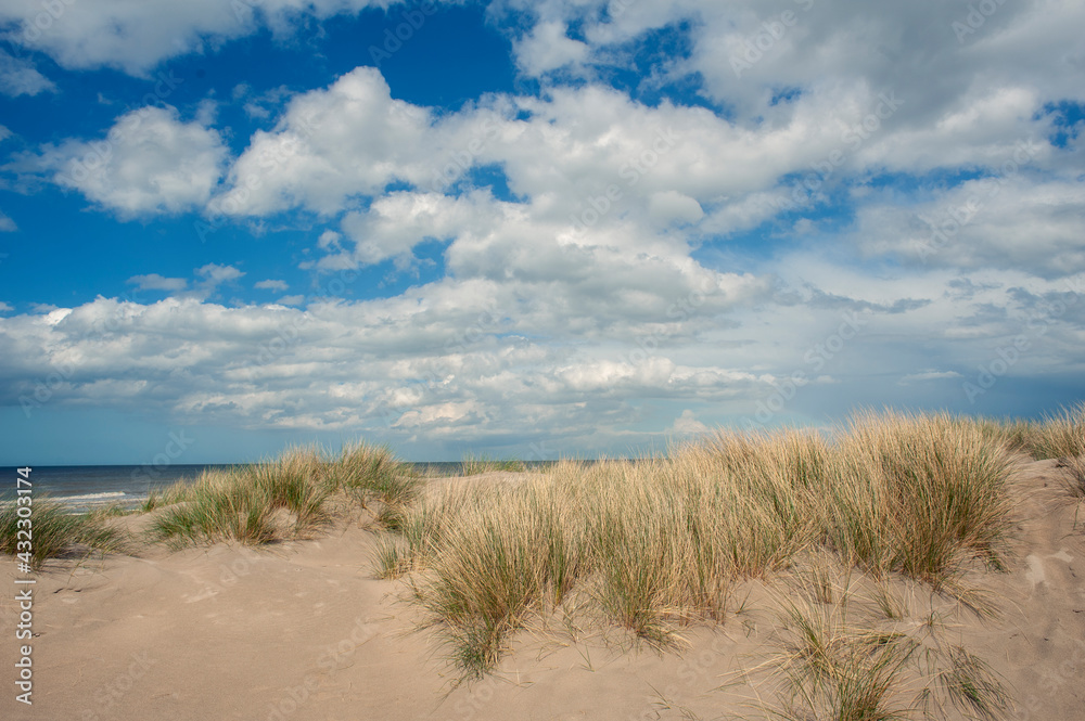 seagrass plantations on the dunes of Dunkirk beach, France