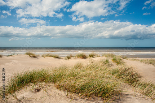 Fototapeta Naklejka Na Ścianę i Meble -  seagrass plantations on the dunes of Dunkirk beach, France