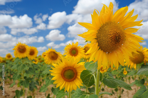 Closeup of sunflowers in a field with blue sky and clouds